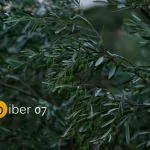 vizual-otvaranje-b07-980x653