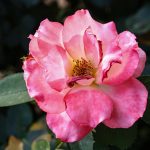 pexels-najeeb-ullah-2151495857-31845905